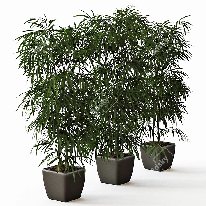 Elegant Trio of Ficus Alii 3D model image 3