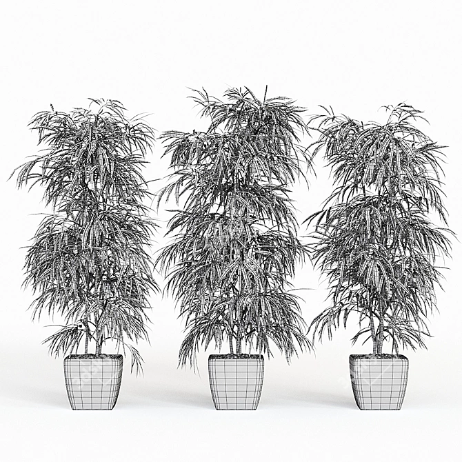 Elegant Trio of Ficus Alii 3D model image 4