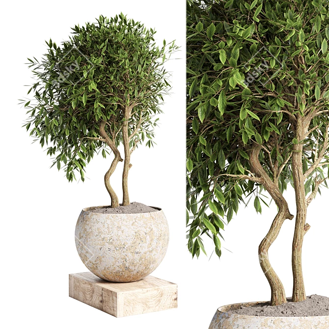 Concrete Pot Outdoor Plant 3D model image 2