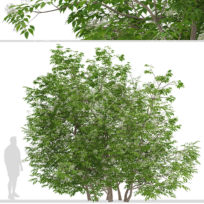 Elder Gewone Vlier: Set of 2 Sambucus Nigra Trees 3D model image 3