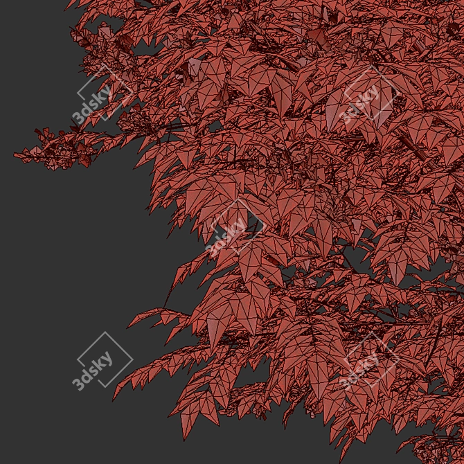 Elder Gewone Vlier: Set of 2 Sambucus Nigra Trees 3D model image 6
