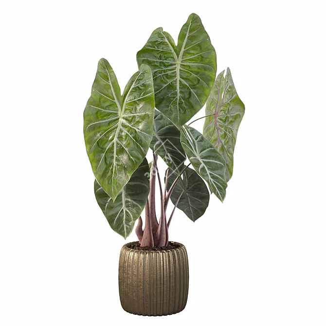 Exquisite Alocasia Pink Dragon 3D model image 3