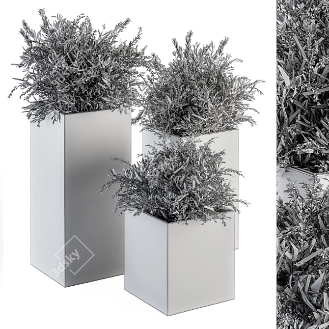 Lush Photinia: Indoor Plant Set 3D model image 5