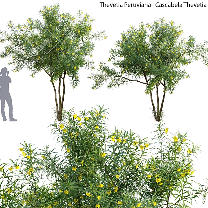 3D Model Collection - Thevetia Peruviana 3D model image 1