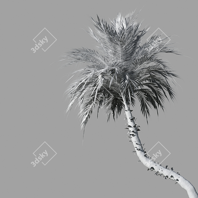 Tropical Paradise Palm Tree 3D model image 5