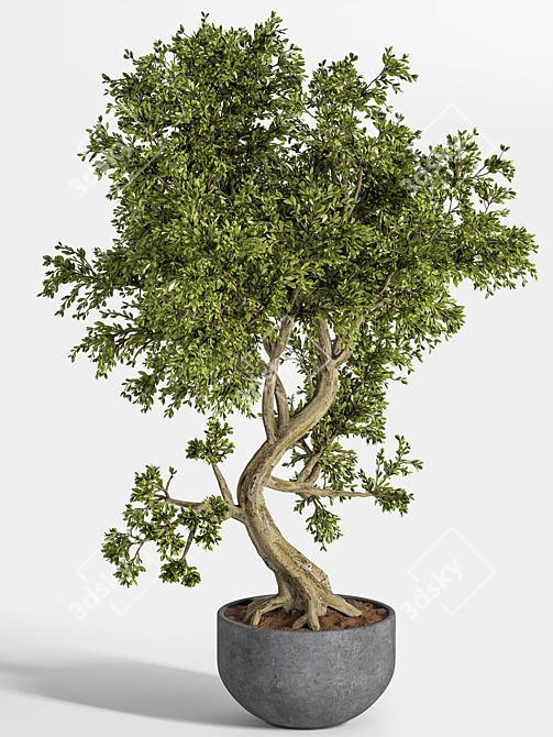 Breathtaking Bonsai: Plant_bonsai_01 3D model image 1
