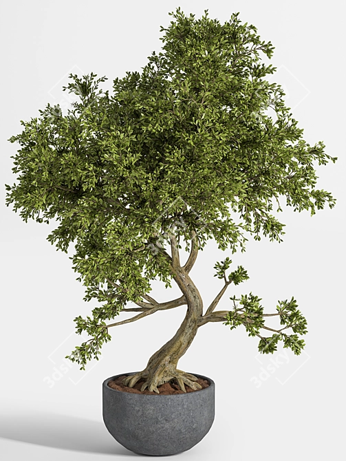 Breathtaking Bonsai: Plant_bonsai_01 3D model image 2