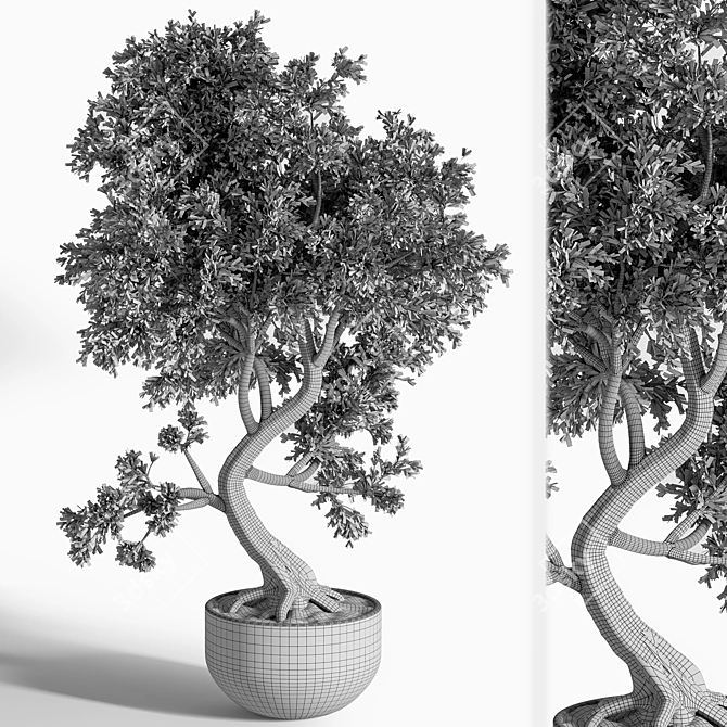 Breathtaking Bonsai: Plant_bonsai_01 3D model image 4