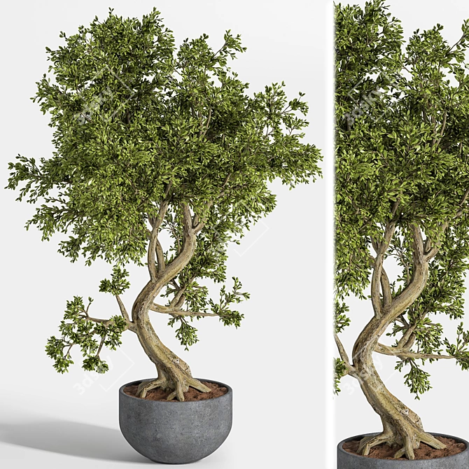 Breathtaking Bonsai: Plant_bonsai_01 3D model image 5