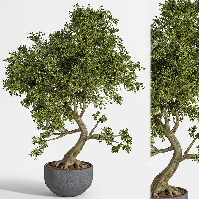 Breathtaking Bonsai: Plant_bonsai_01 3D model image 6