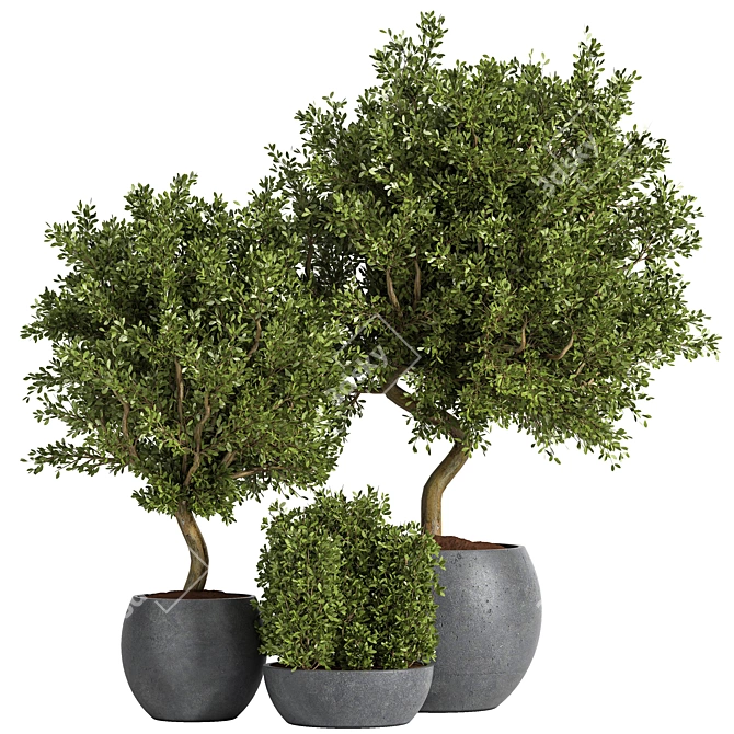 Large Outdoor Tree Plant 01 3D model image 1