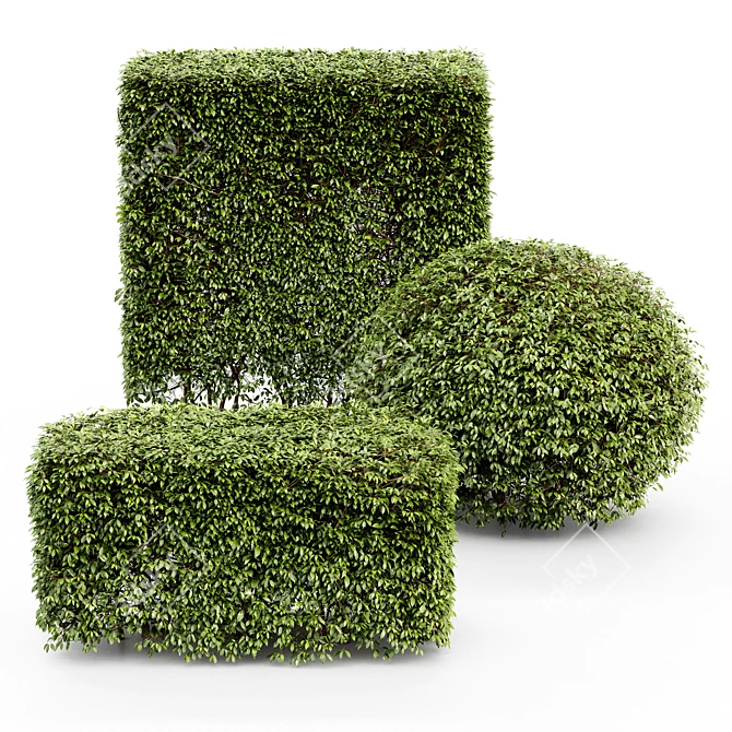 Compact Yaupon Holly - Spherical Box Hedge 3D model image 2