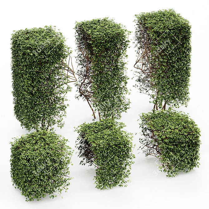 Compact Yaupon Holly - Spherical Box Hedge 3D model image 3