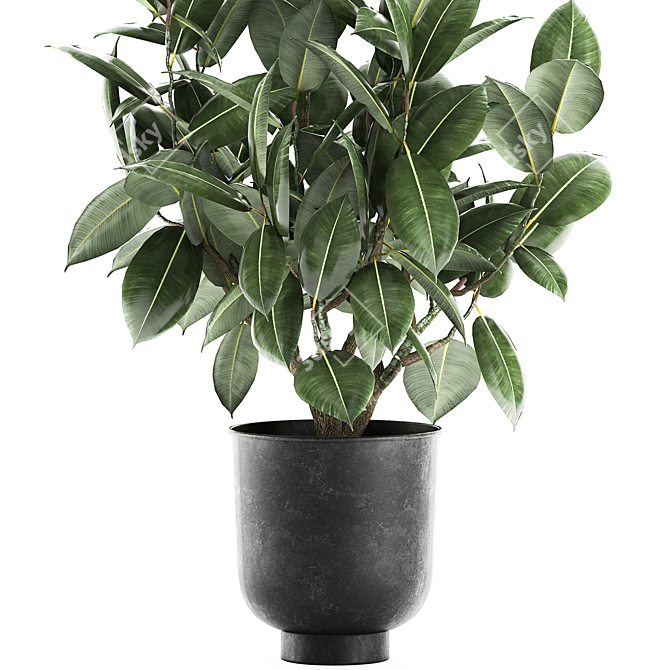 Tropical Plant Collection: Exotic Ficus Elastica in Vig Planter 3D model image 2