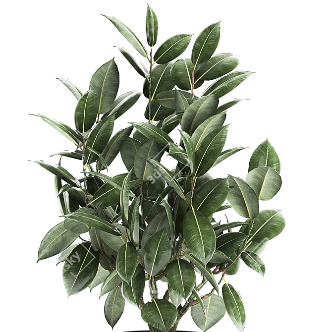 Tropical Plant Collection: Exotic Ficus Elastica in Vig Planter 3D model image 3