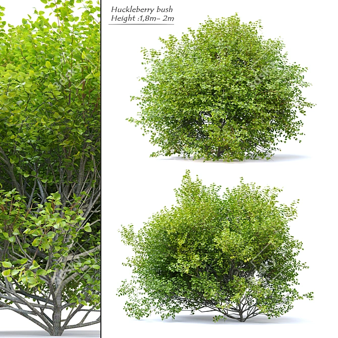 Thriving Huckleberry Bush Bundle 3D model image 1