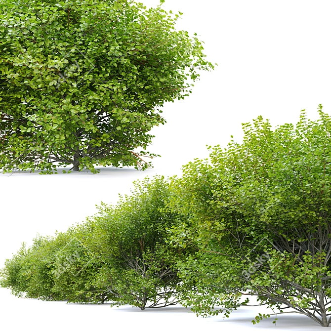 Thriving Huckleberry Bush Bundle 3D model image 3