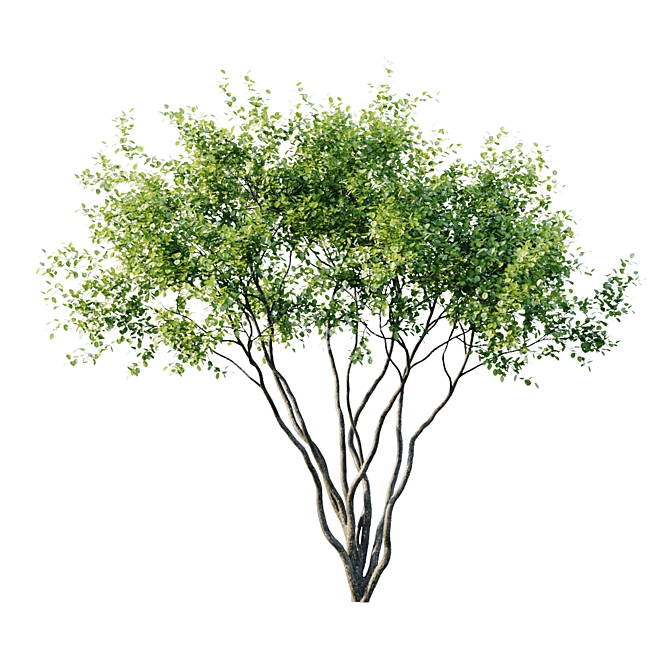 Amelanchier 4m: Superior Size and Form 3D model image 2