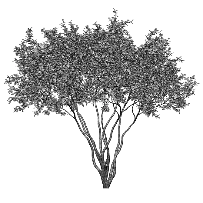 Amelanchier 4m: Superior Size and Form 3D model image 5