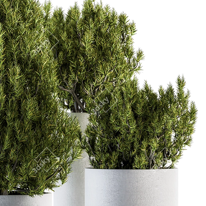 Pine Indoor Plant Set: Bush & Tree 3D model image 2