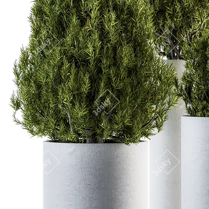 Pine Indoor Plant Set: Bush & Tree 3D model image 3