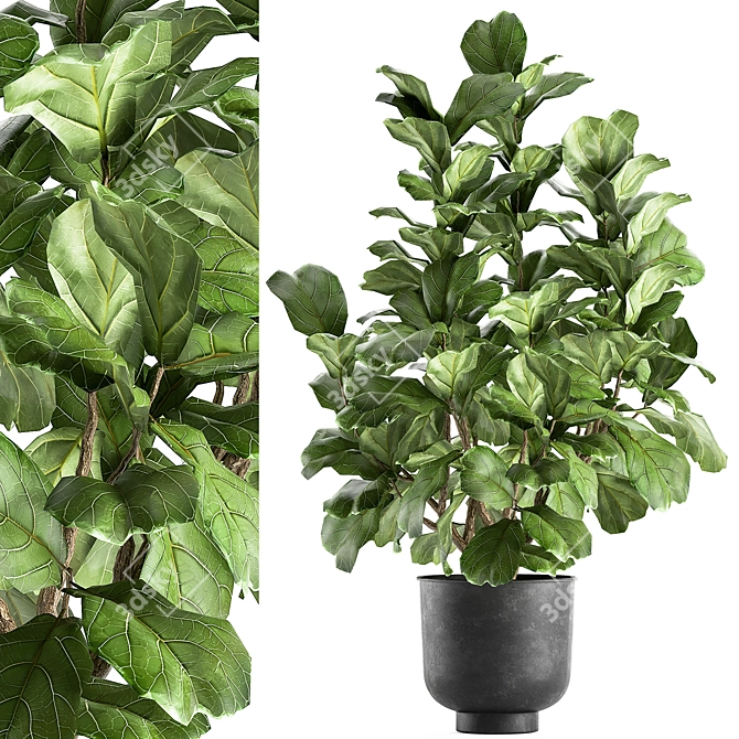 Tropical Plant Collection: Exotic Ficus Lyrata in Vig Planter 3D model image 1