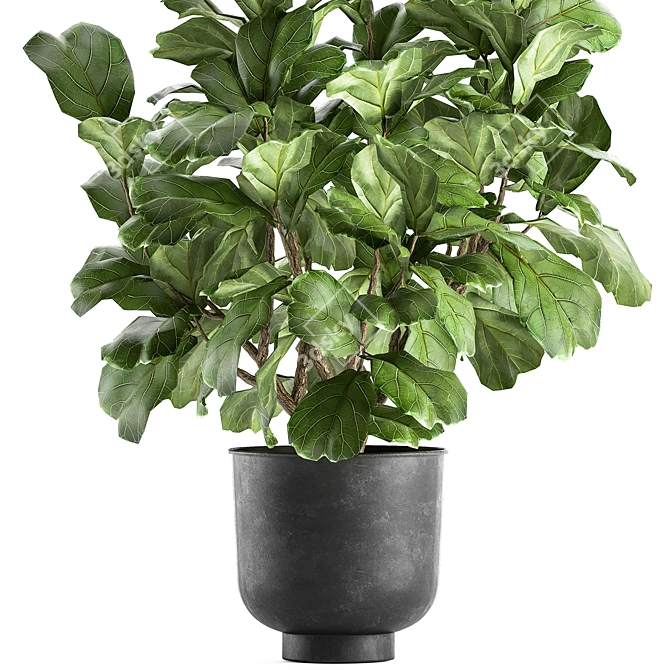 Tropical Plant Collection: Exotic Ficus Lyrata in Vig Planter 3D model image 2