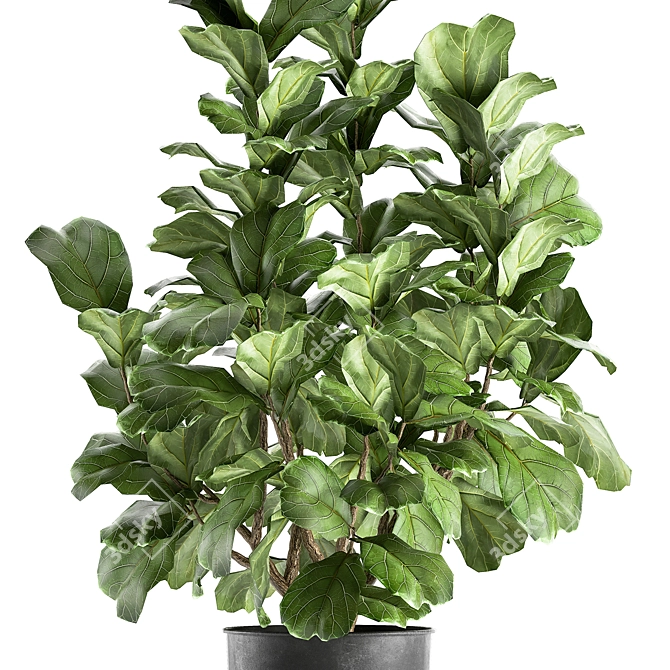 Tropical Plant Collection: Exotic Ficus Lyrata in Vig Planter 3D model image 3