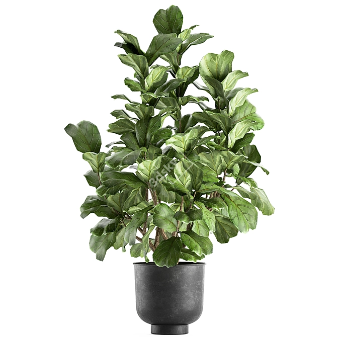 Tropical Plant Collection: Exotic Ficus Lyrata in Vig Planter 3D model image 4