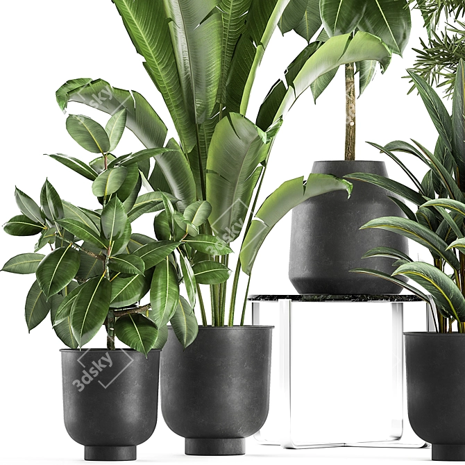 Tropical Plant Collection: Exotic Ficus, Banana Palm, and Strelitzia 3D model image 3