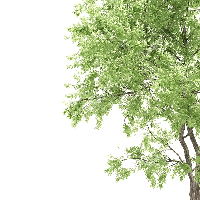 Elevated Elder Tree: Polys 555,232 3D model image 3
