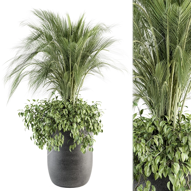 Exotic Palm: Perfect Indoor Plant 3D model image 5