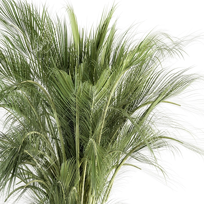 Exotic Palm: Perfect Indoor Plant 3D model image 3