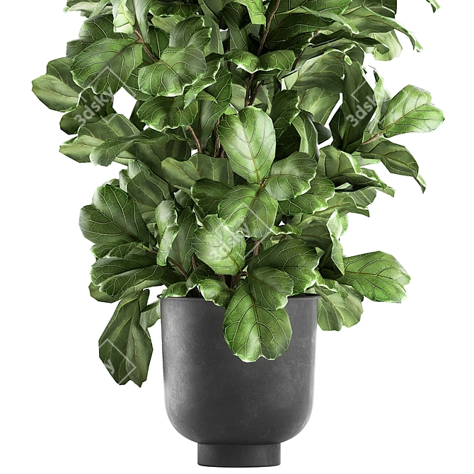 Tropical Plant Collection: Exotic Ficus Lyrata in Grey Vig Planters 3D model image 2