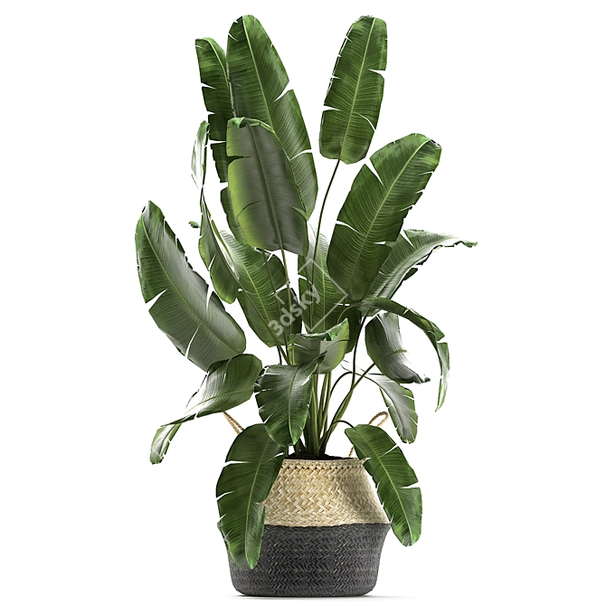 Tropical Plant Basket: Ficus, Banana Palm, Ravenala & More 3D model image 3