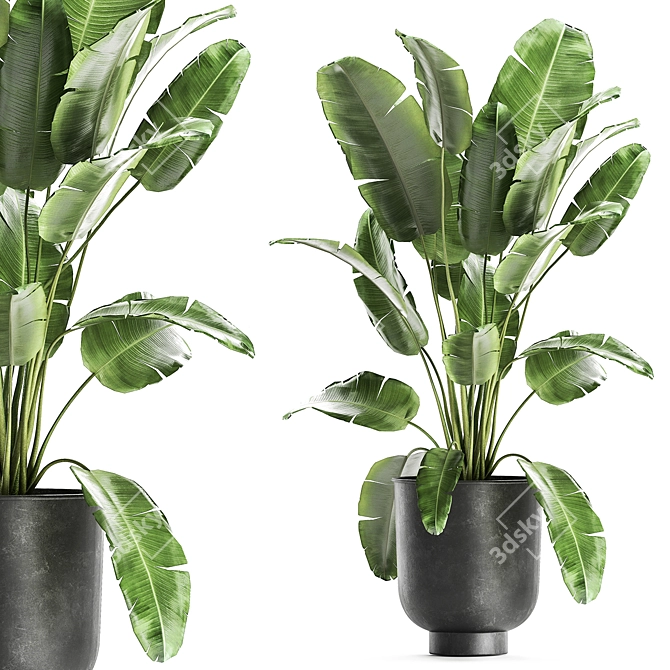 Exotic Plant Collection | Tropical & Indoor Plants 3D model image 1