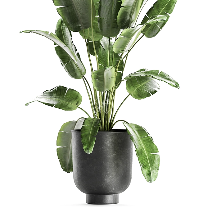 Exotic Plant Collection | Tropical & Indoor Plants 3D model image 2