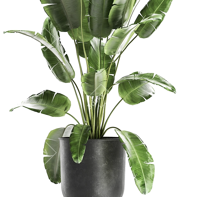 Exotic Plant Collection | Tropical & Indoor Plants 3D model image 3