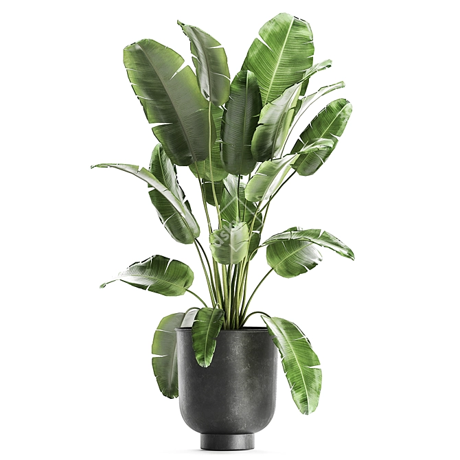 Exotic Plant Collection | Tropical & Indoor Plants 3D model image 4