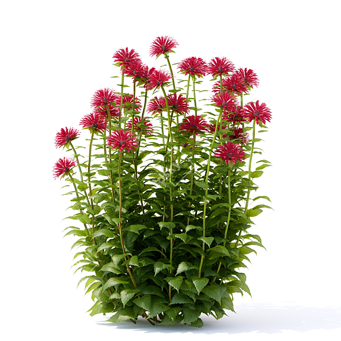 Monarda Didyma Flowers: Variety of Sizes & Textures 3D model image 3