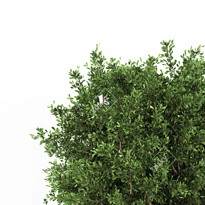 Outdoor Plant One: 2015-3D Max Model 3D model image 3