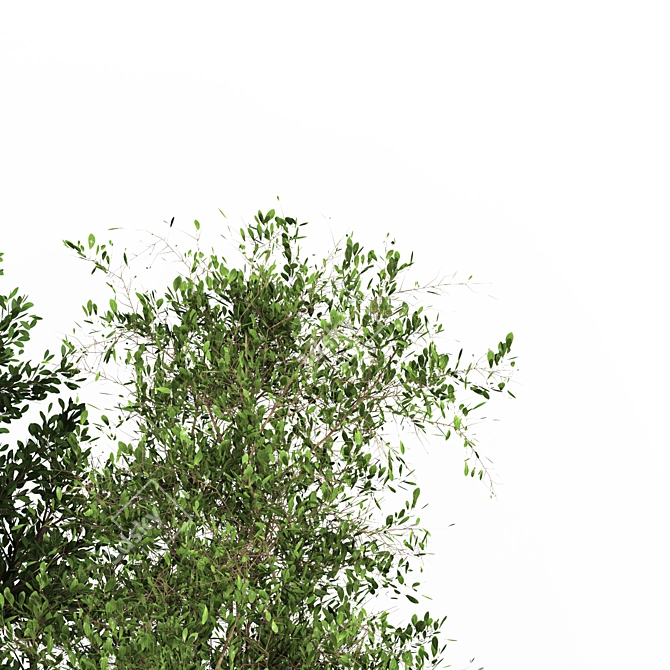 Outdoor Plant One: 2015-3D Max Model 3D model image 4