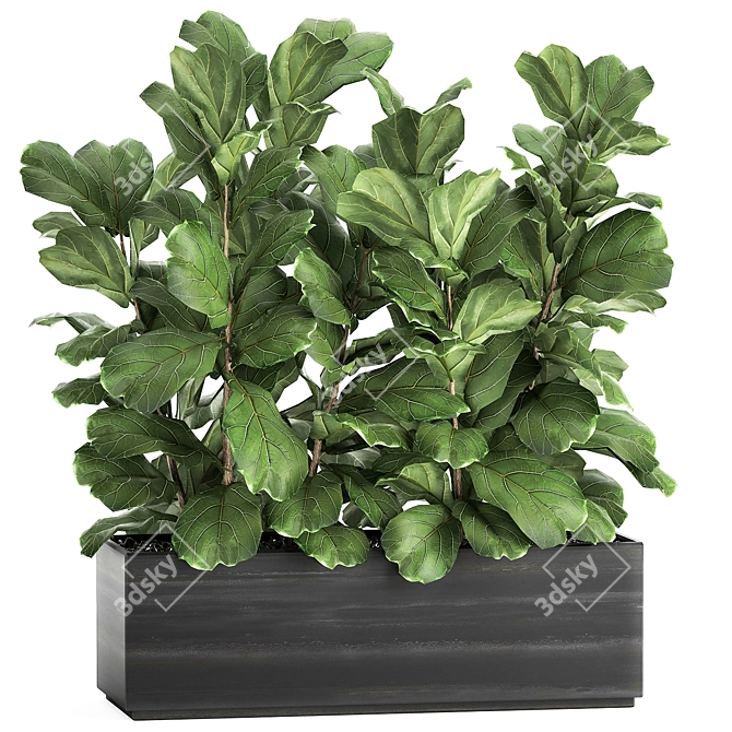 Exotic Plant Collection: Ficus Lyrata & More! 3D model image 1