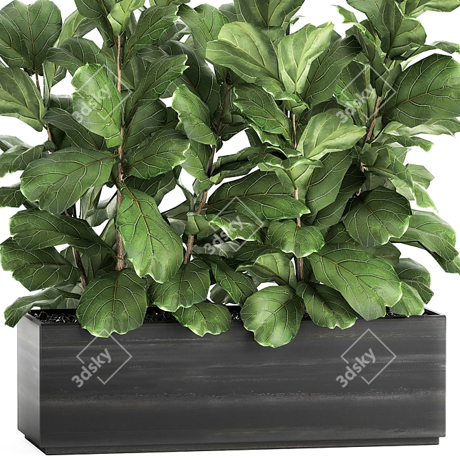 Exotic Plant Collection: Ficus Lyrata & More! 3D model image 2