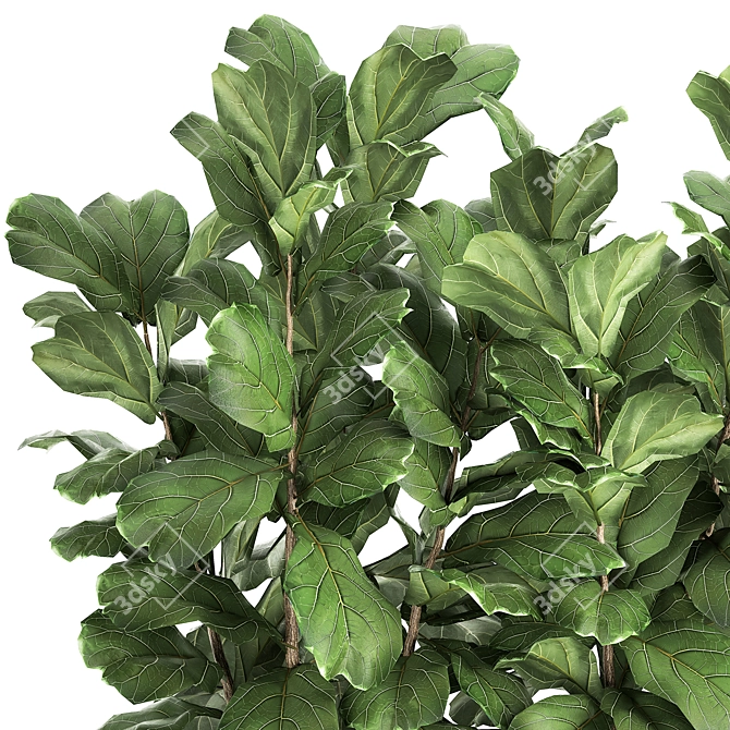 Exotic Plant Collection: Ficus Lyrata & More! 3D model image 4