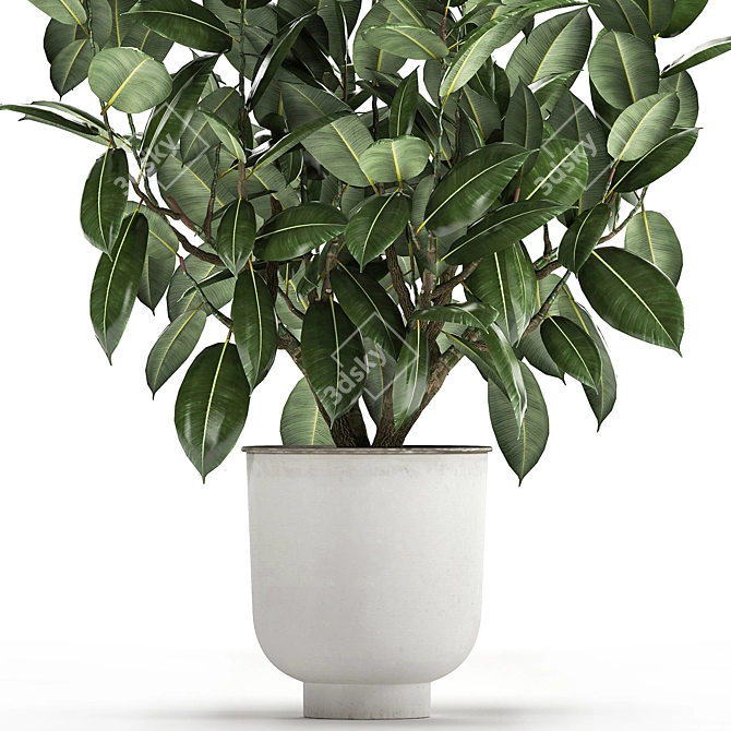 Exotic Plant Collection: Ficus Elastica & Rubbery in White Pots 3D model image 3