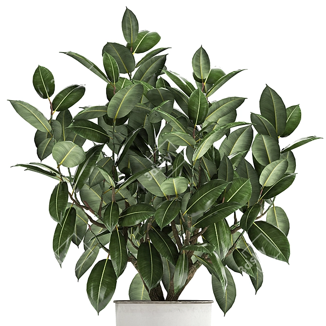 Exotic Plant Collection: Ficus Elastica & Rubbery in White Pots 3D model image 4