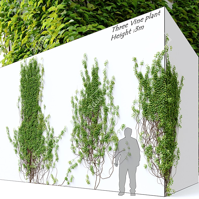 Elegant Vine Plant - 3m Height 3D model image 1