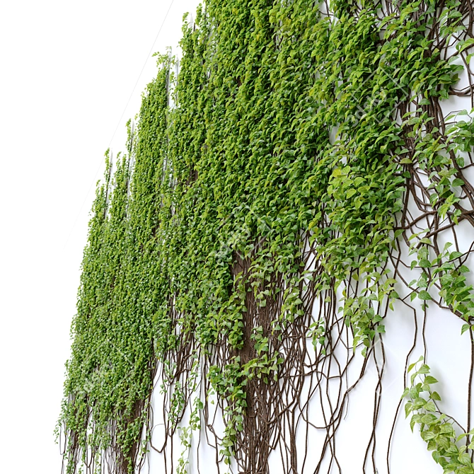 Elegant Vine Plant - 3m Height 3D model image 3