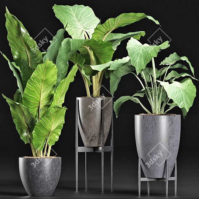 Exquisite Alocasia Collection: 210 Plants 3D model image 6